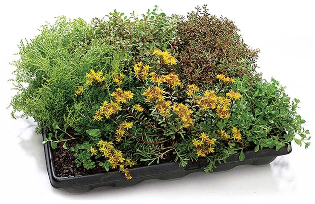 GreenGrid roof systemGreenGridwww.greengridroofs.com
Modular green roofing system offered in three capacities: Ultra-Extensive (2½ inches of soil), Extensive (4 inches), and Intensive (8 inches) - Intensive accommodates larger plants and shrubs