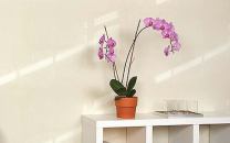 Light vinyl wallcoveringWolf-Gordonwww.wolfgordon.com

Vinyl wallcovering available in three colors - Designed by Harvard GSD students Corinne Ulmann and Isamu Kandu - Pattern suggests light falling on a wall from a window or outside source