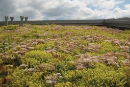 American Hydrotech??s InstaGreen Sedum Carpets are rolled mats of vegetation that can quickly be installed on low- and steep-sloped roofs. The carpets are delivered with a minimum 75% coverage and achieve 90% coverage after two years. Perennial plants or plugs can be planted through the mat after installation. ? hydrotechusa.com