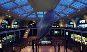 The Milstein Hall of Ocean Life at the American Museum of Natural History in New York City. Renovated and relit in 2002–03, the 6,000-square-foot skylight provides the perfect ocean-like backdrop for the Hall's main feature—the 94-foot-long model of a blue whale.