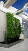 "Green" wall