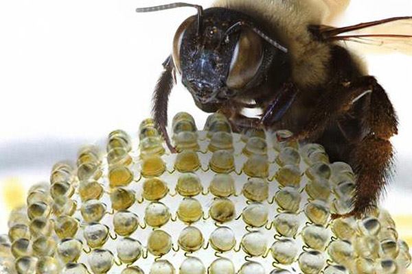 An array of microlenses emulates the workings of an arthropod eye.