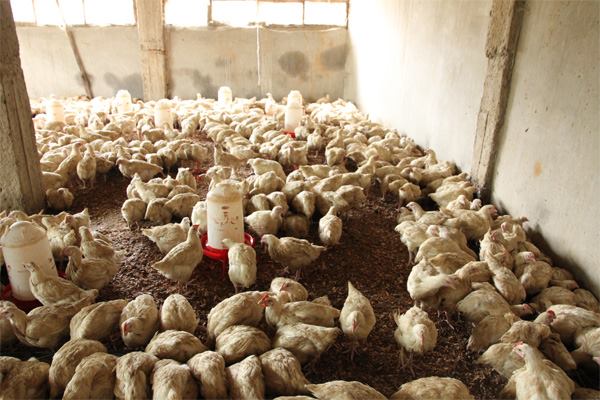 After visiting the orphanage, Rachael Stamps realized that selling chickens was too big a project to take on with the small staff. Using the SEED principles, Stamps decided to scale down the project and will design a smaller chicken coop with help from the children at the orphanage later this year.