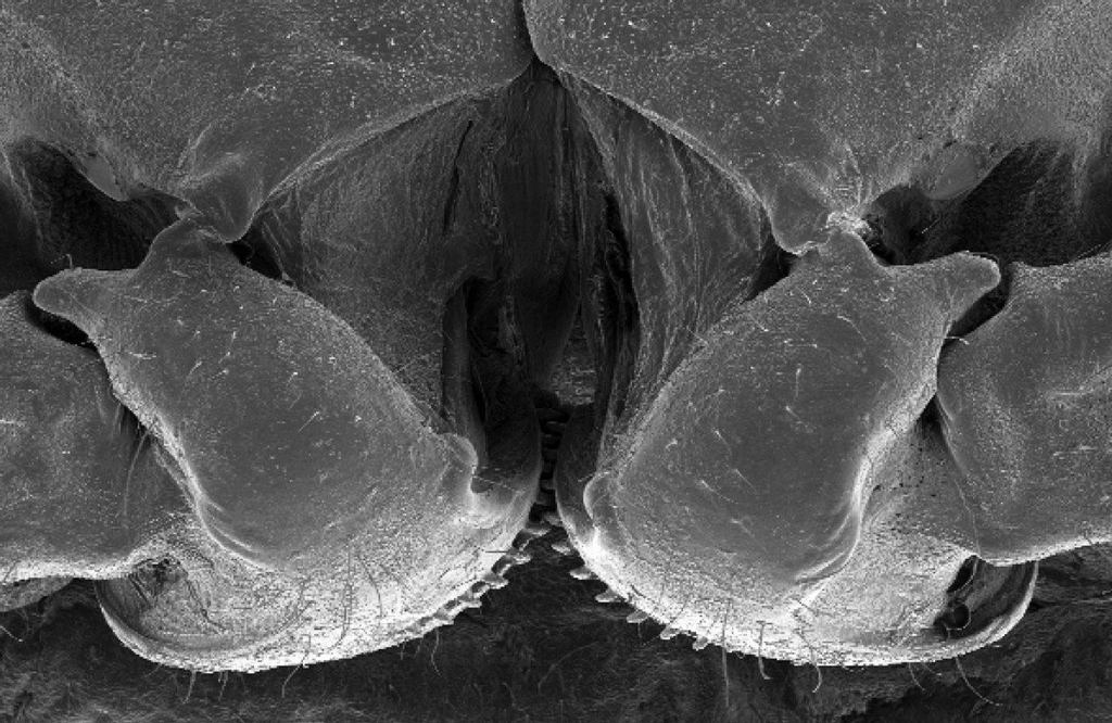 Plan view of the issus nymph's gears as seen through a scanning electron microscope.