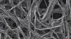 Microscopic image of wood fibers used in new battery.