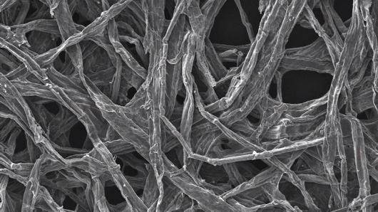 Microscopic image of wood fibers used in new battery.