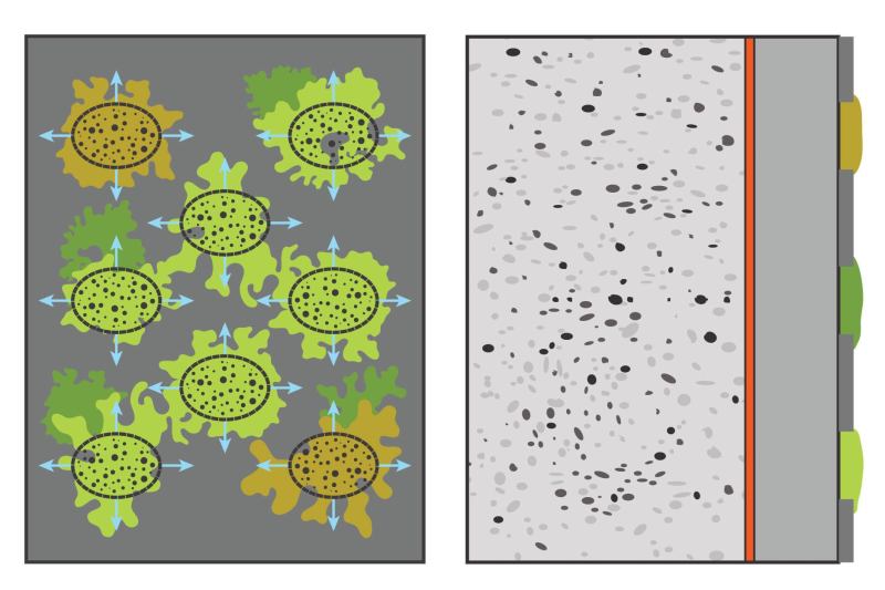 Developed by the Structural Technology Group at the Universitat Politèctica de Catalunya, the biological concrete cladding panel system comprises a waterproofing layer, structural layer, bioreceptive layer, and a reverse waterproofing layer that holds water for plants.