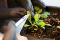 Nanoparticles are added to the leaves of a Arabidopsis thaliana plant.