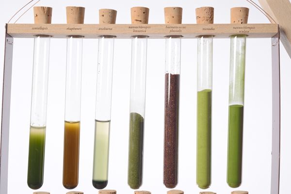 German studio Blond & Bieber uses powdered microalgae to print color-shifting designs on textiles.