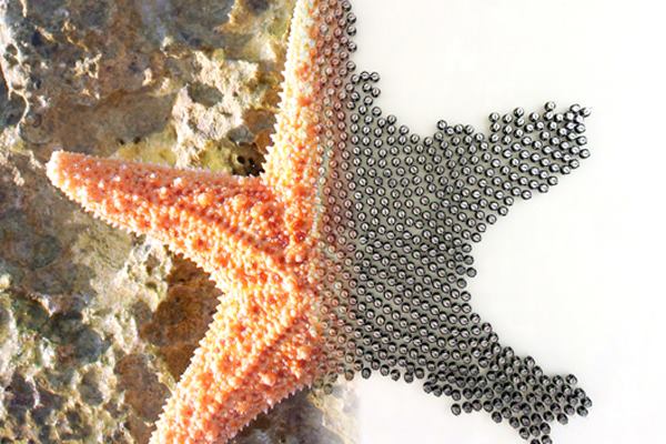 Researchers at Harvard University developed micro-scaled robots that can follow simple rules to autonomously assemble into predetermined shapes.