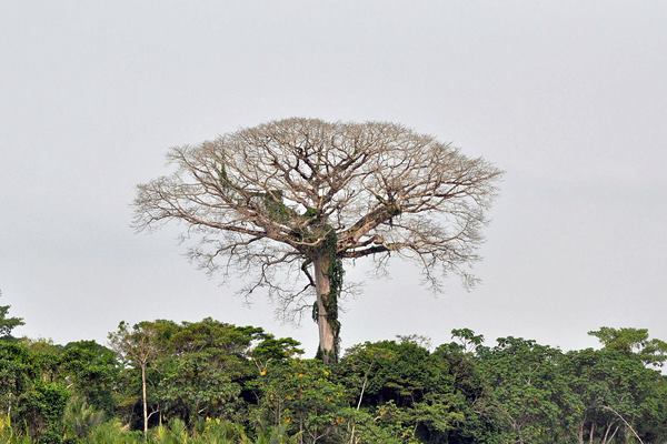 The seed pods and fibers from the kapok tree (shown) were found to be useful as electrodes for microbial fuel cells.