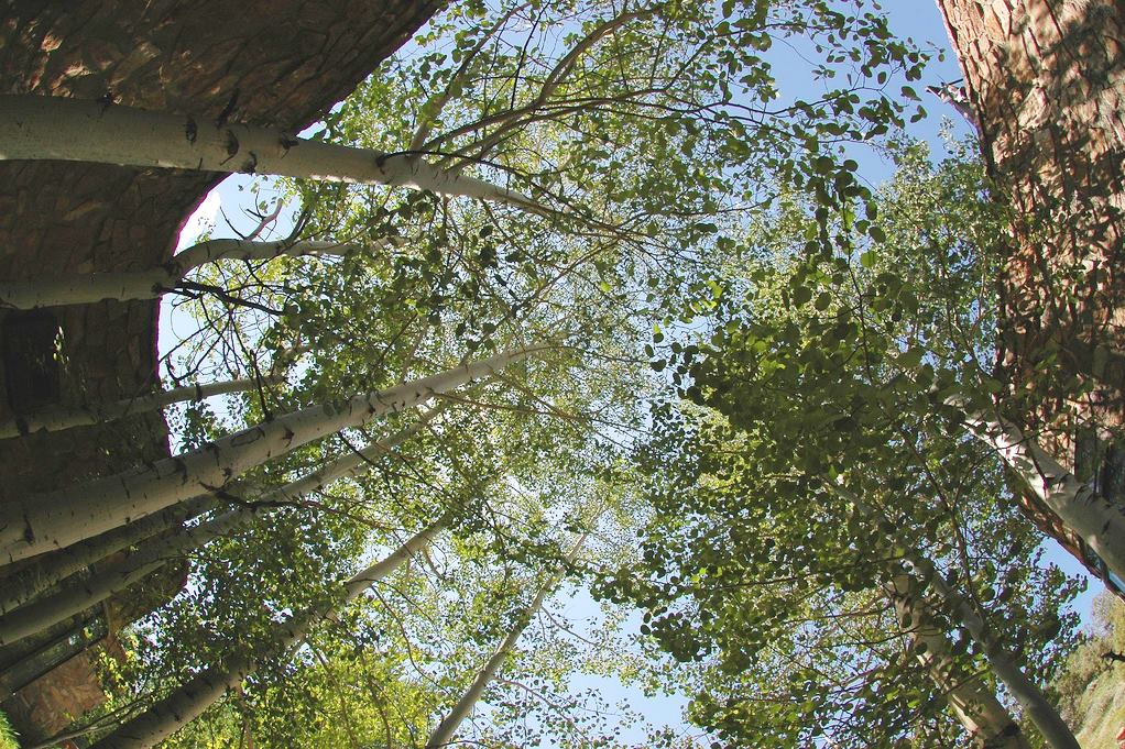 Aspen trees outside the Rocky Mountain Institute's existing headquarters in Snowmass, Colo.