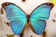 Morpho butterfly.