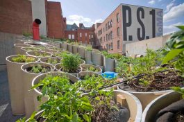 P.F.1+(Public+Farm+One)+at+MoMA+PS1