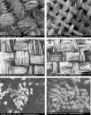 Microscopic images of natural fibers: Images (c) and (d) show two types of woven silk.