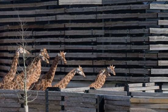 Giraffes walking in front of their wood-slat-clad habitat.