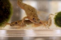 Frogs have an integral role in a new dynamic, air-purifying façade by The Living and the
Ali Brivanlou Lab
