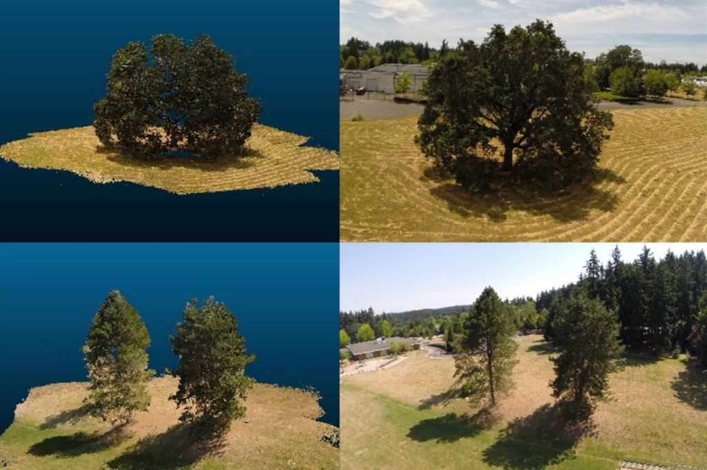 Real trees (right) and their simulation in Washington State University's new cyberforest program (left).
