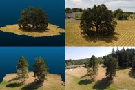 Real trees (right) and their simulation in Washington State University's new cyberforest program (left).