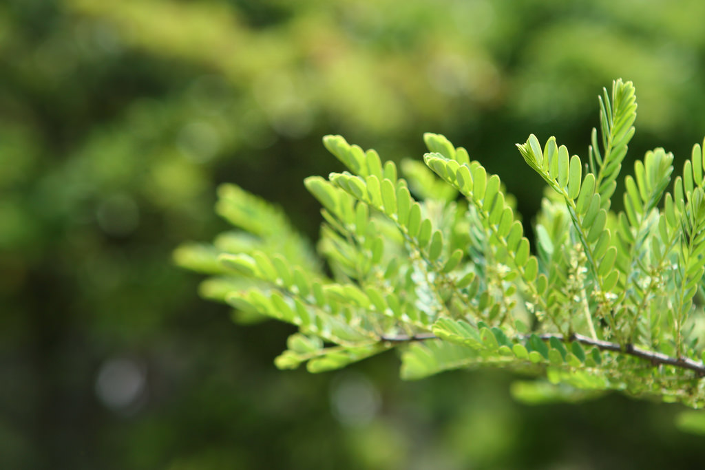 Joshua via Flickr Creative Common