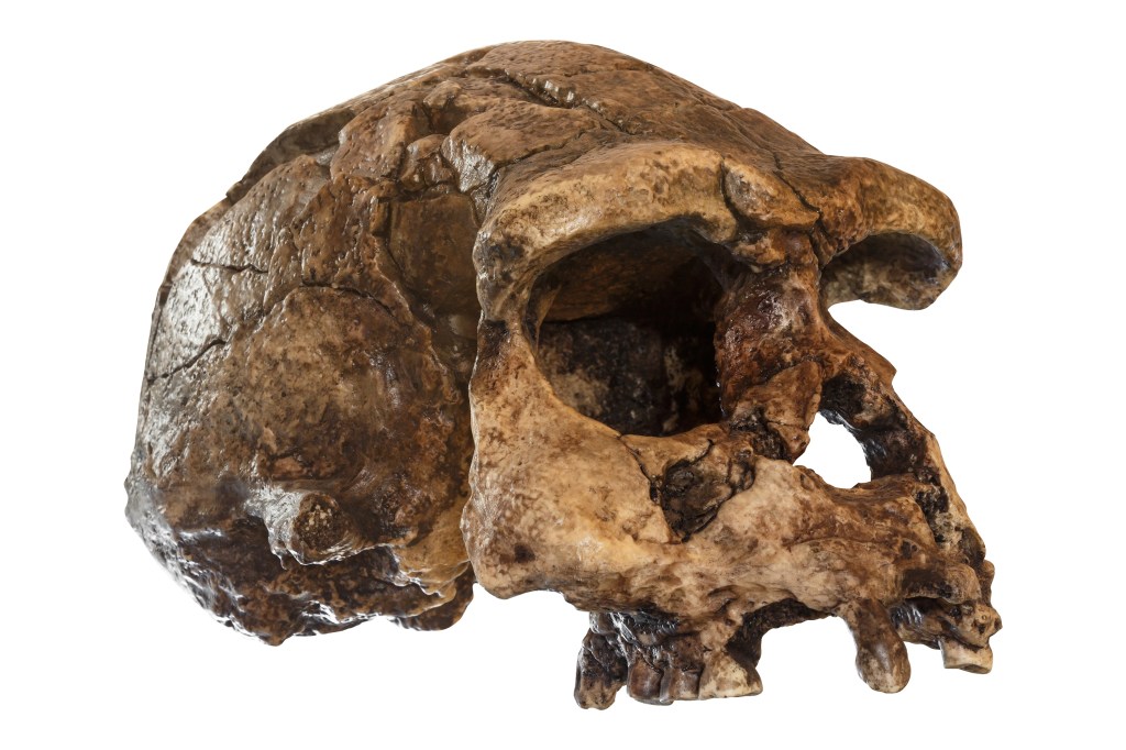 Homo erectus skull found on Java in Indonesia in 1969
