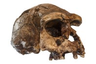 Homo erectus skull found on Java in Indonesia in 1969