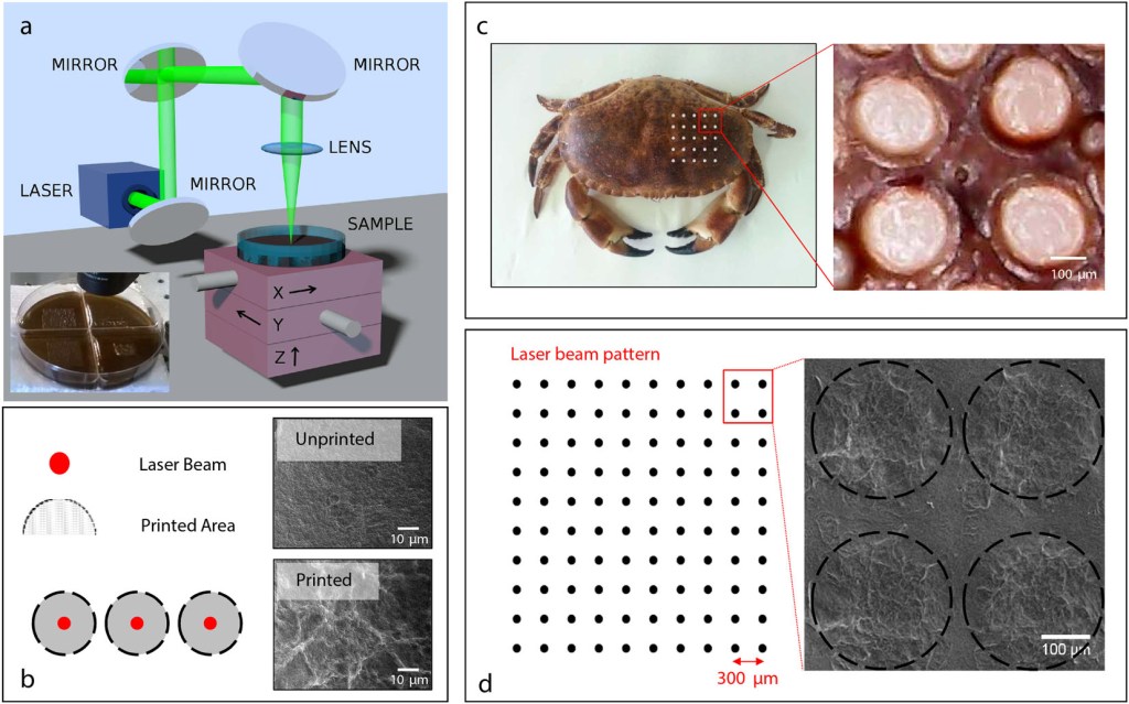 Biomimetic antimicrobial cloak by graphene-oxide agar hydrogel