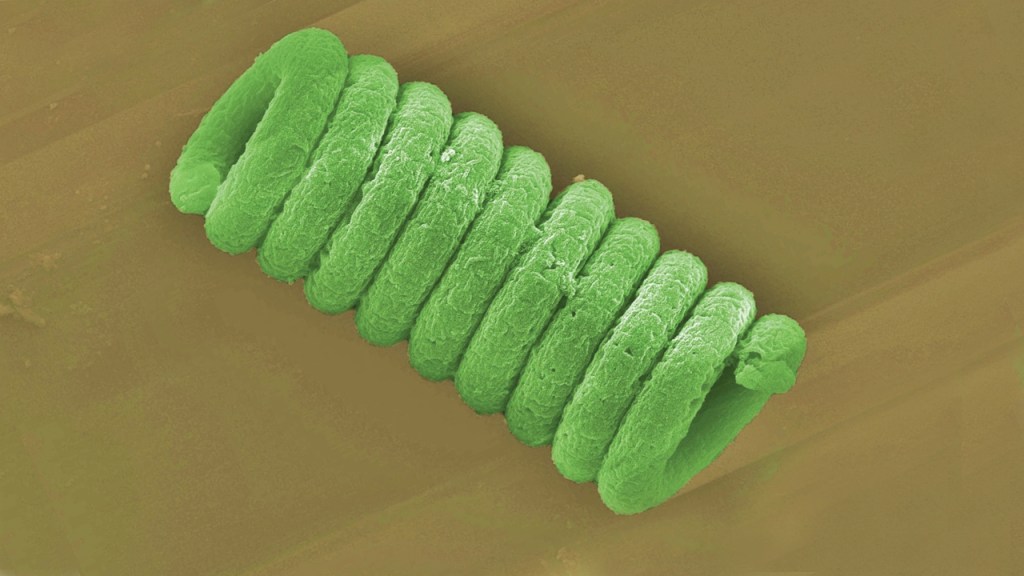 Spirulina's spiral structure