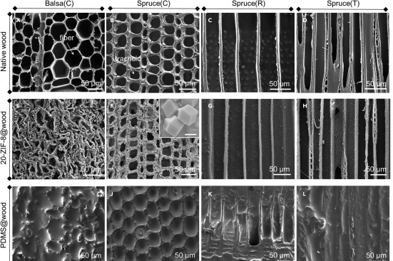 Morphological and physico-chemical characterization of native wood, ZIF-8@wood, and PDMS@wood samples from researchers at Swiss Federal Laboratories for Materials Science and Technology in Dübendorf and Eidgenössische Technische Hochschule Zürich, published in Matter