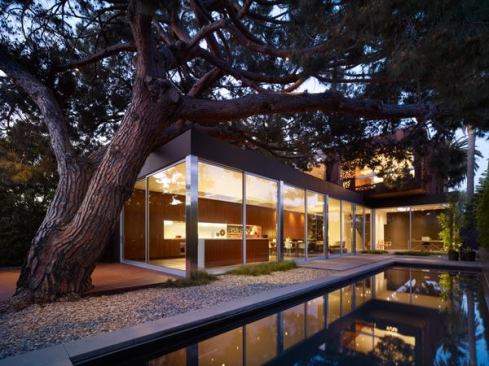Pool+and+preserved+pine+tree+in+the+rear+yard.