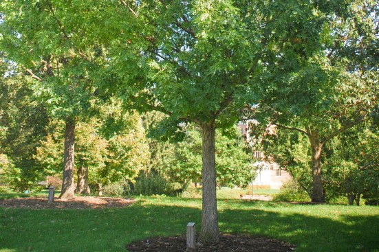 White Oak growing at Arbor Day Farm in Nebraska City, Neb.