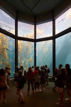 The 28-foot-tall kelp forest exhibit.