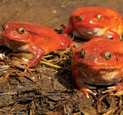 TOMATO FROG