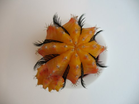 A cactus sculpture with false eyelashes.