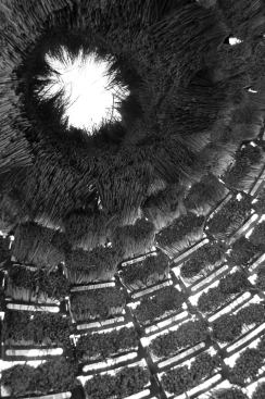 The final pavilion has an oculus (shown here) that is framed with the carefully trimmed fronds of the turkeyfoot bundles that make up the top several courses of the wall structure.