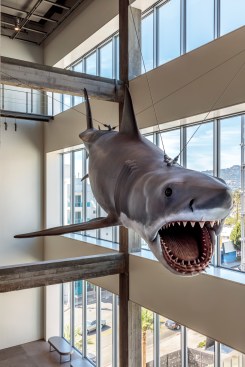 The mechanical Jaws, the last remaining shark formed from the original mold used to make the sharks in the classic movie.