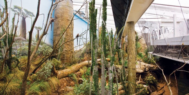Animal habitats feature high ceilings with ETFE skylight panels. "We needed high levels of UV for the plants, but we didn't want to be designing for the worst degree days of the summertime from a sustainability standpoint," says Smith. Adjustable skylights, which can be darkened remotely by the building automation system, were the ideal solution.