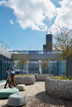 Roof terrace, showing gabion tree planters