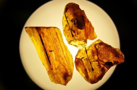 Specimens of Baltic Amber viewed inside a vitrine at the Lithuanian Pavilion