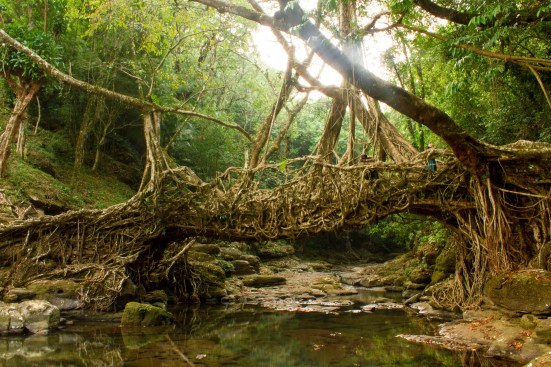Paola Antonelli and Alice Rawsthorn, "Design Emergency," Living Root Bridge near Mawlynnong, East Khasi Hills, Meghalaya, India, 2016
