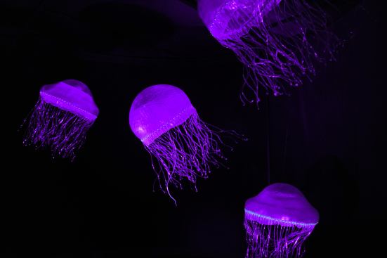When this jellyfish--crystal jelly (Aequorea victoria)-- is poked or jostled, spots on its rim light up like an emerald necklace. Its mysterious glow is both bioluminescent and fluorescent. Inside its miniature light organs, a chemical reaction makes blue bioluminescent light, and a fluorescent molecule turns the blue light to green.