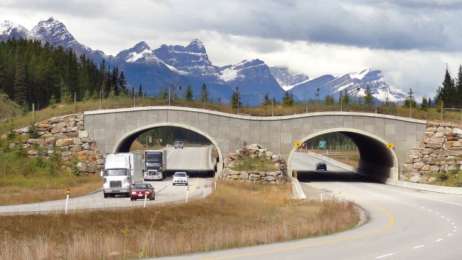 To prevent zoonotic spillovers that can spread disease, wildlife crossings must be incorporated into development projects, such as the one seen here on the Trans-Canada Highway between Banff and Lake Louise in Canada.