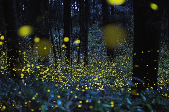 Photographer Tsuneaki Hiramatsu combined slow–shutter speed photos to produce stunning images of firefly signals. This image was photographed in Okayama prefecture, Japan.