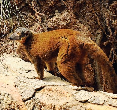 COLLARED LEMUR