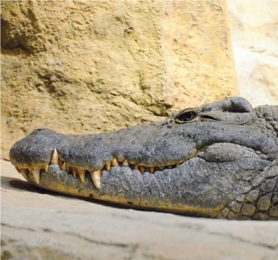 NILE CROCODILE