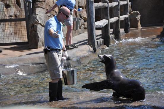 Sea Lion Show