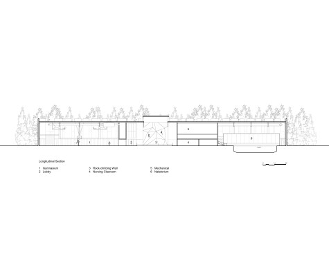Longitudinal Section