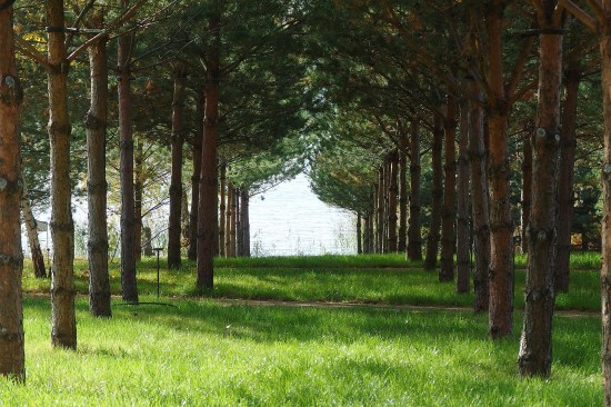 Existing pine trees have been transplanted and used throughout the project.