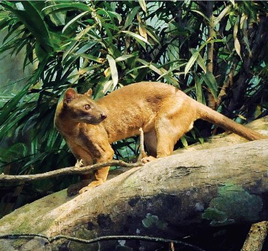 FOSSA