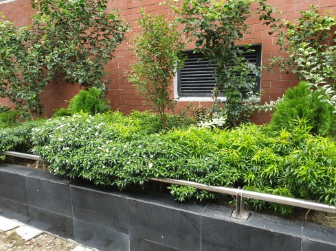 Greening activities of Road Side Planter boxes along with Seasonal Flowers and Plants. 